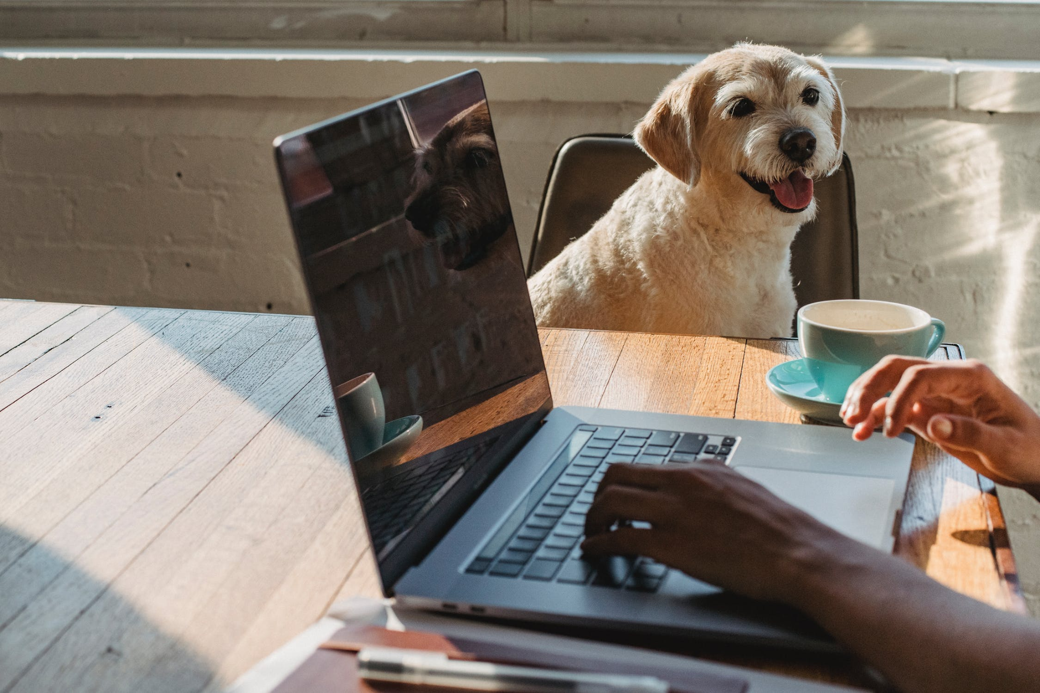 Using computer with dog